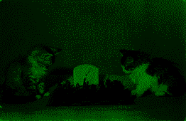 0vM353sKbk.png