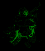 DhM551mkAN.png