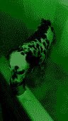 PDpeia01yl.png