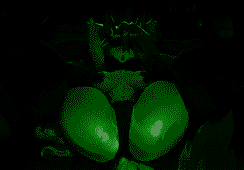 f66tUyFPpm.png