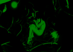 tgUuiieptU.png